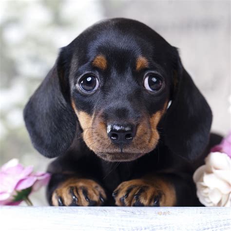 dachshund breeder california